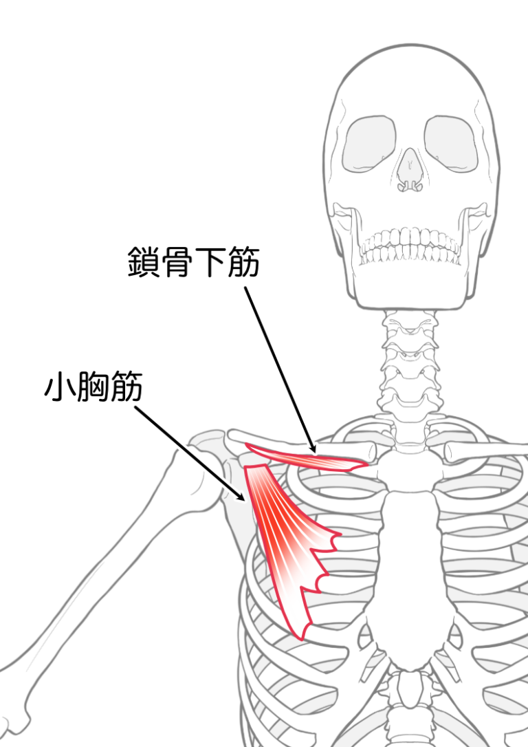 上肢帯（肩甲骨の動き）に関わる筋を整理してみた｜機能解剖まとめ 理学療法士パパのくらし