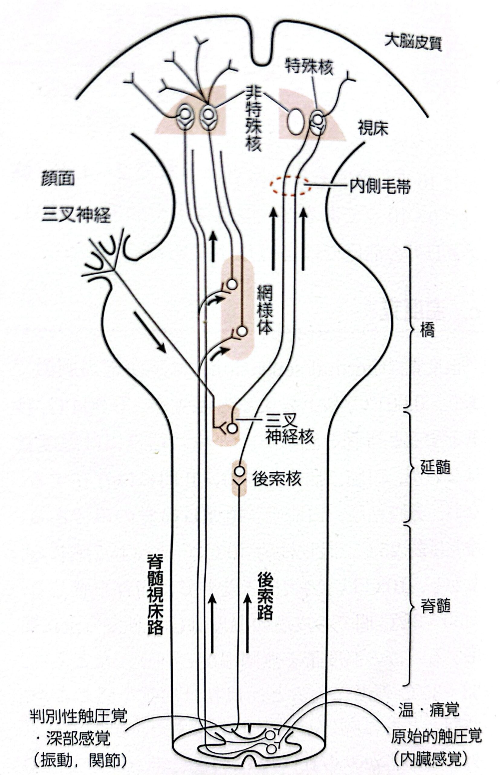 臨床で役立つ!体性感覚と伝導路をわかりやすく整理 | 理学療法士パパのくらし