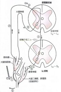 相反抑制（Ⅰa抑制）とは？仕組みとリハビリでの活用法 | 理学療法士パパのくらし